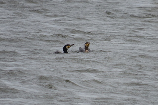 Phalacrocorax carbo