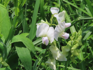 Lathyrus latifolius
