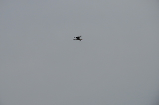 Ardea cinerea
