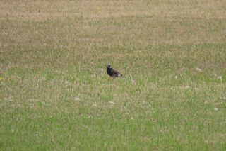 Spodiopsar cineraceus