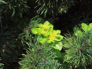 Phedimus aizoon var. floribundus?