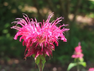 Monarda didyma