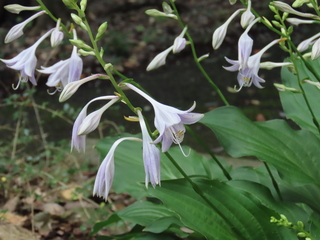 Hosta tsushimensis