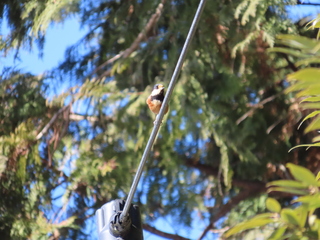 Sittiparus varius