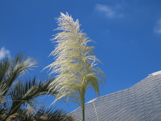 Cortaderia selloana