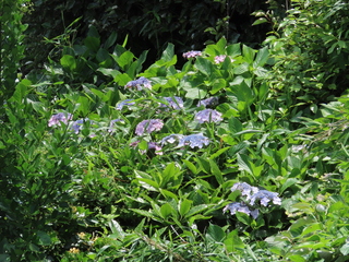 IMG_9286.JPG