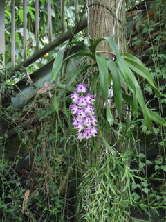 Aerides lawrenceae