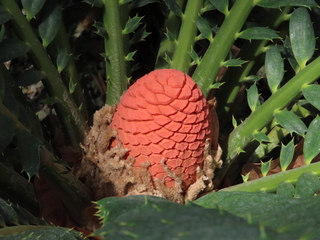 Encephalartos ferox