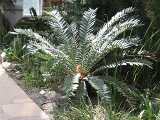 Encephalartos ferox