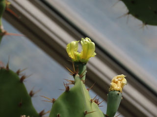 Opuntia tuna