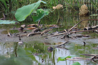 Calidris temminckii?