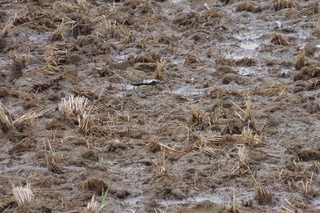 Pluvialis fulva