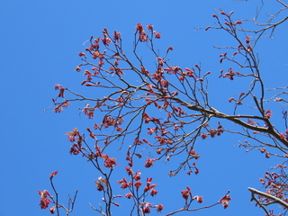 Acer palmatum cv.Sanguineum