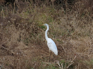 Ardea alba