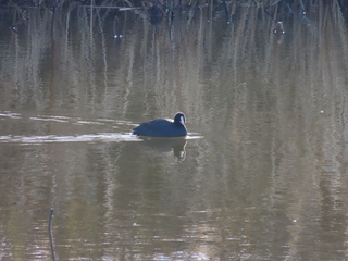 Fulica atra