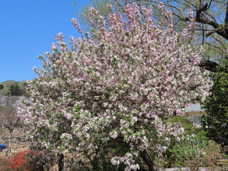 Malus micromalus