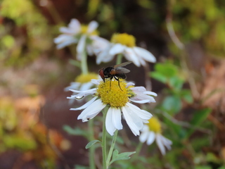 Tachinidae?