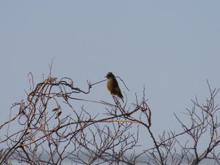 Chloris sinica