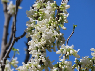 Cercis chinensis f. leucantha