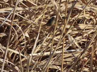Horornis diphone