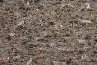 Pluvialis fulva