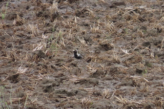Pluvialis fulva