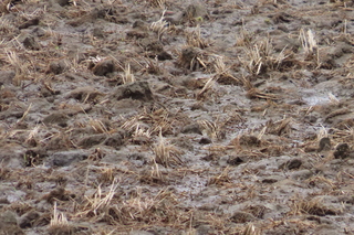 Gallinago gallinago