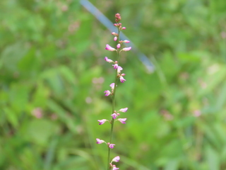 Hylodesmum podocarpum subsp. oxyphyllum var. japonicum