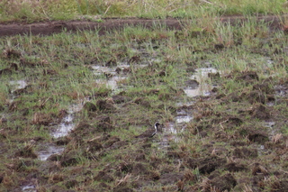 Pluvialis fulva
