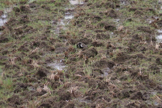 Pluvialis fulva