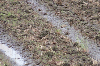 Charadrius dubius
