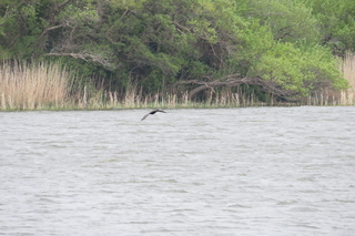 Phalacrocorax carbo