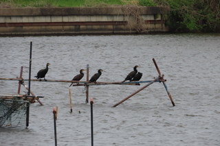 Phalacrocorax carbo