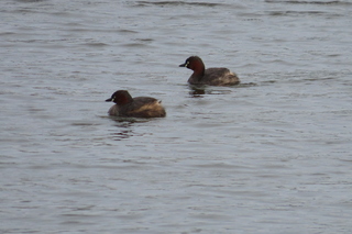 Tachybaptus ruficollis