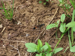 Ammophila vagabunda