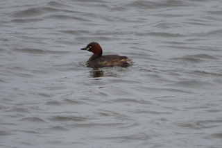 Tachybaptus ruficollis