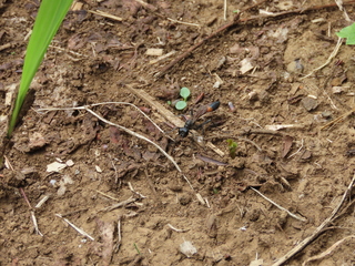 Ammophila vagabunda
