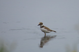Charadrius dubius