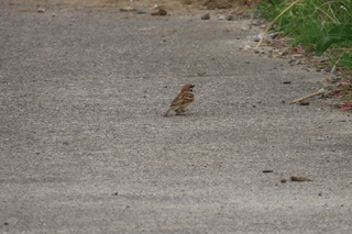 Passer montanus