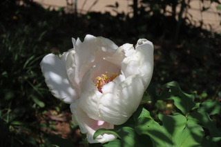 Paeonia suffruticosa