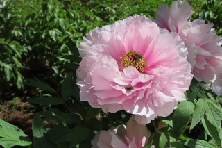 Paeonia suffruticosa