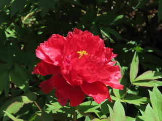 Paeonia suffruticosa