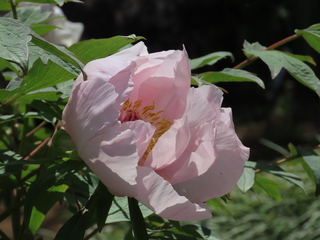 Paeonia suffruticosa