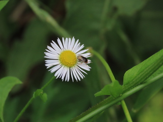 Miridae sp.