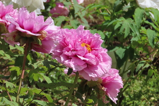 Paeonia suffruticosa