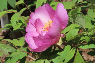 Paeonia suffruticosa