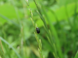 Cryptocephalinae sp.