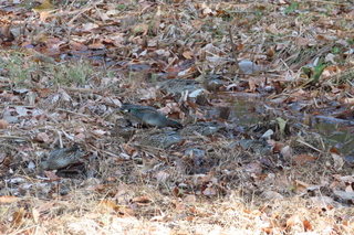 IMG_9724.JPG