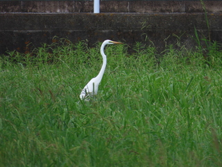 Ardea alba
