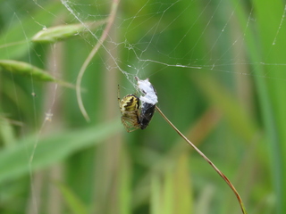 Neoscona adianta